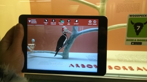 Photograph of AR app being used with woodpecker animation